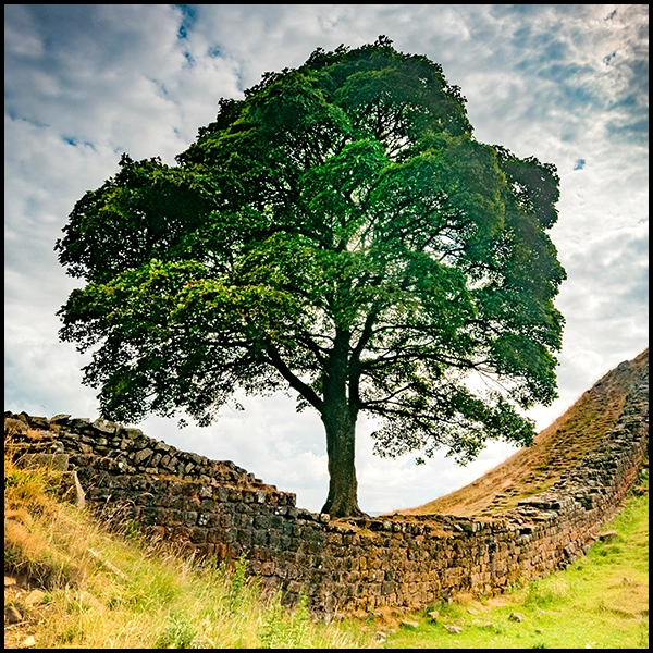 Sycamore Gap Yorkshire