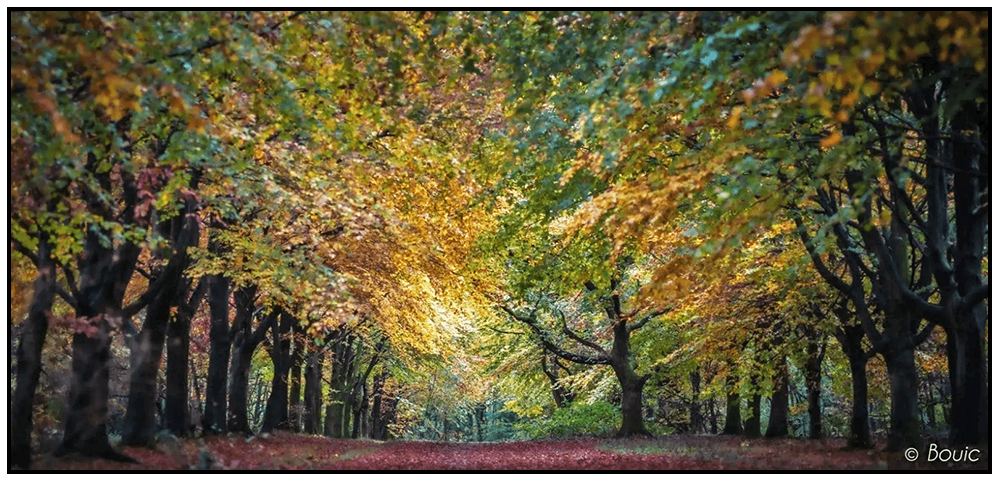 'Autumn Explosion', Bouic