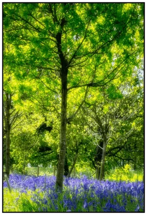 Spring-Bluebell-Woods-Rivington-David-Ruaux-Original-Photo.webp