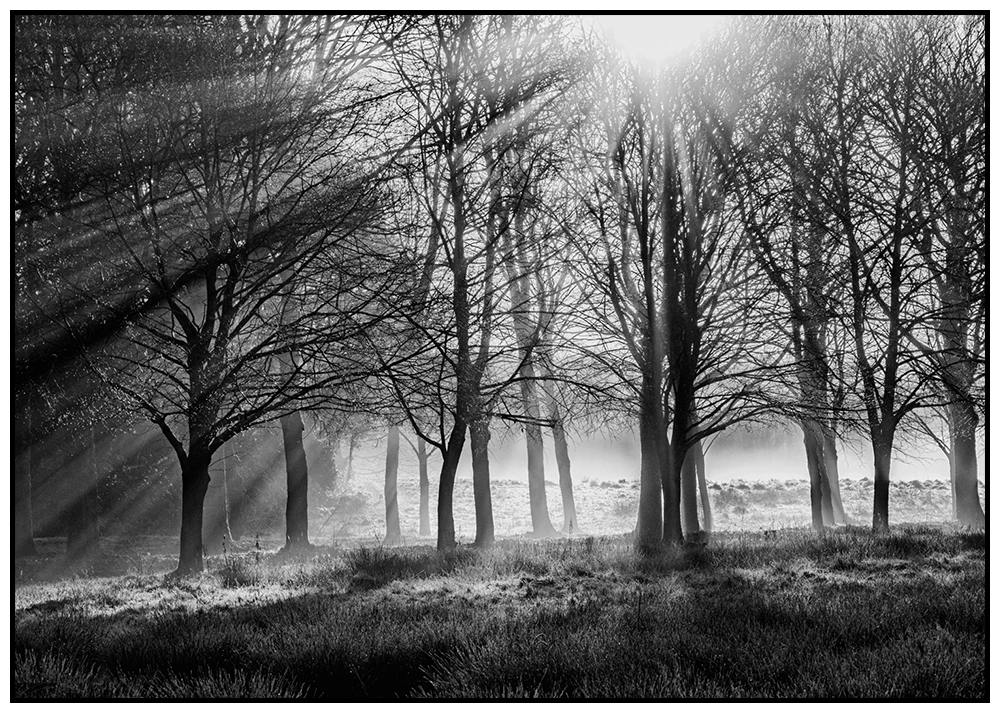 'Winters Morning', David Ruaux