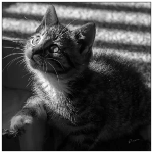 love-this-cat-original.webp